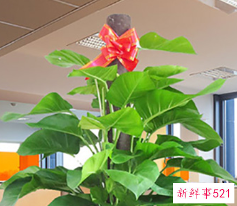 适合办公室的大型绿植