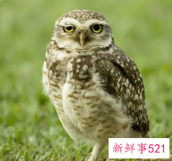 梦见猫头鹰是什么意思