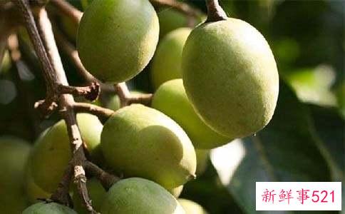 梦见橄榄枝有什么寓意