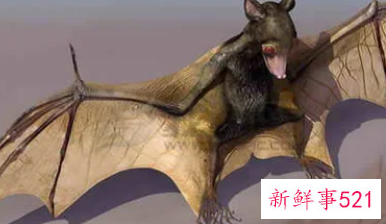 梦见被蝙蝠咬出血是什么意思