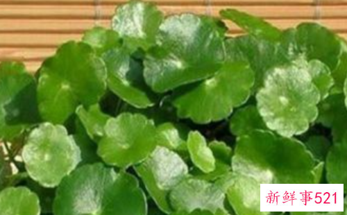 双金钱草的功效与作用