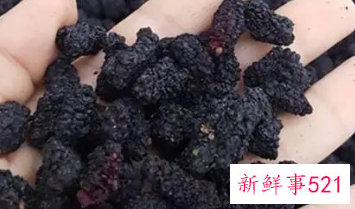 桑葚泡水喝的功效与副作用