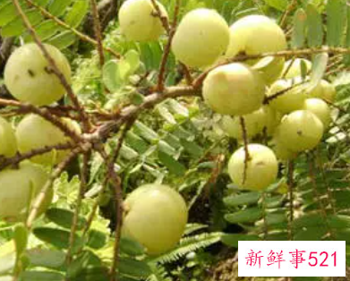 油柑果子该如何保存