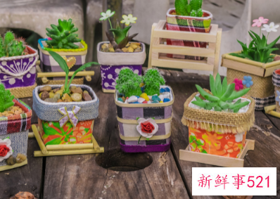 10种客厅招财植物推荐