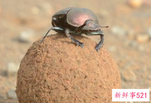 梦见蜣螂的寓意