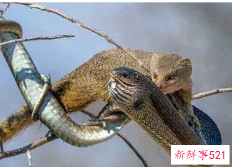 蛇表示友好的行为