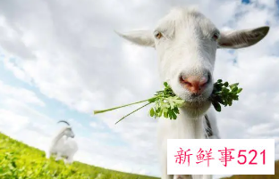 怎样对付属羊的女人