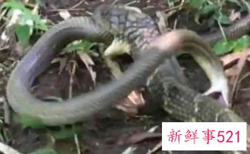 眼镜王蛇的习性