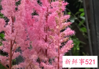 名字好听的植物