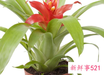 院子里种什么花最旺宅