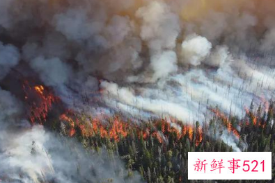 北美高温致海滩大量蛤蜊死亡