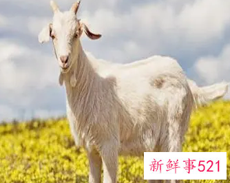 旺羊年运势的家居布置