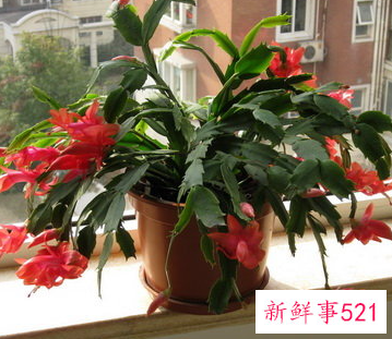 办公室的蟹爪兰摆放在什么方位风水好