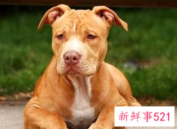 怎么训练比特犬