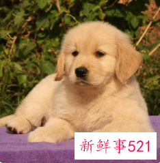 干净又好养的宠物