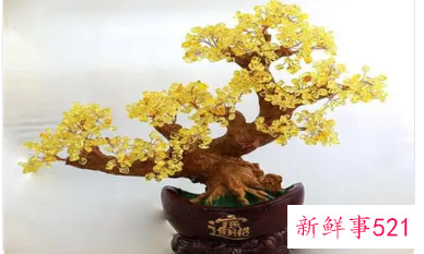 客厅摆放什么花最好最招财