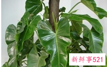 大叶绿宝石的养殖方法和注意事项