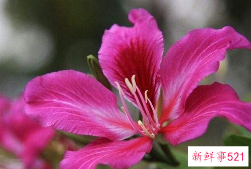 紫荆花冬天会冻死吗