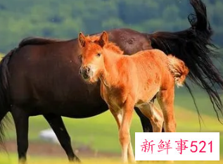 男马女羊的婚姻是否相配