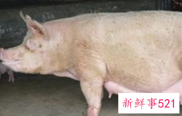 母猪羊水破了多久生