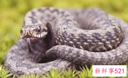 梦见被蛇追逐有什么征兆