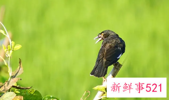 关于怀孕初期的童话胎教