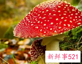 不能吃的菌子有哪些