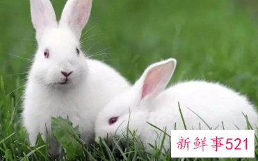 属兔怎么起小名