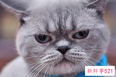 非常搞笑的笑话对白