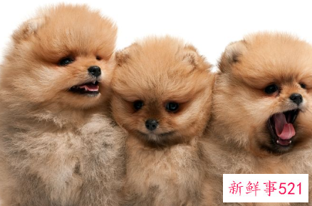 梦见杀狗的寓意