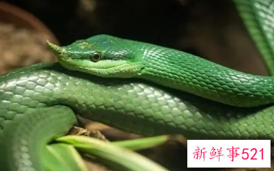 梦见蛇缠着自己预示着什么