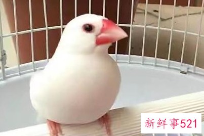 好养的宠物有哪些