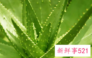 芦荟能美白皮肤吗