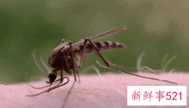 自制一瓶高效无毒驱蚊水