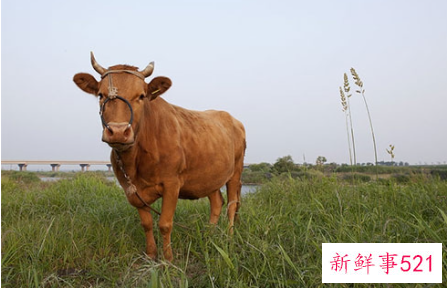 梦见黄牛有什么征兆