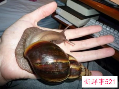 雨后路边出现的大蜗牛千万别碰