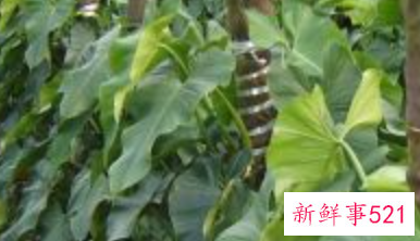 大叶绿宝石的养殖方法和注意事项