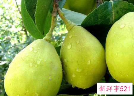 梨的品种有哪些