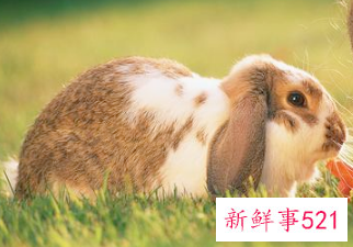 有创意的兔子名字