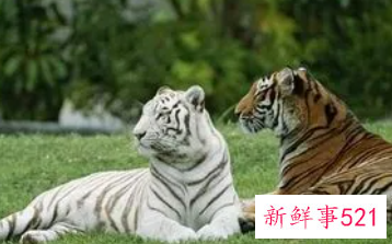 女人梦到老虎追我但逃脱了