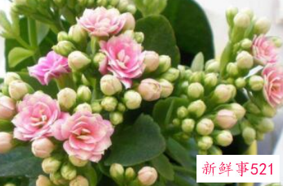 10种客厅招财植物推荐