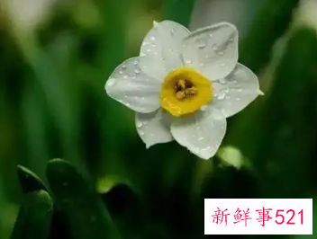 花比喻人的品质