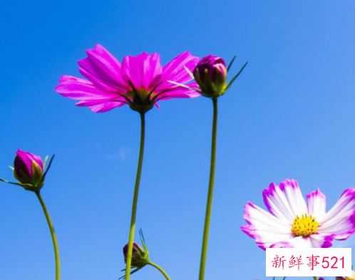 格桑花的花语是什么