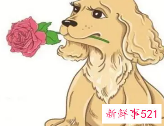 1994年属狗幸运颜色