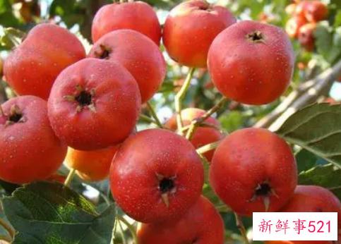 山楂营养成分有哪些