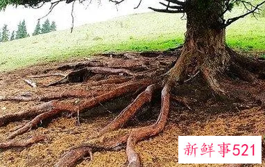 梦见树根生火周公解梦