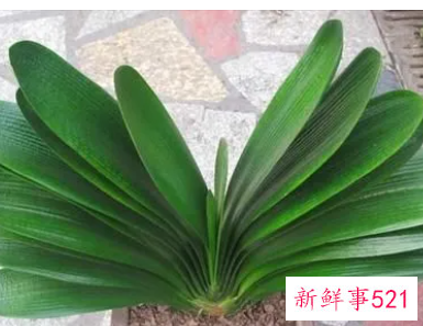 君子兰叶片不绿的原因