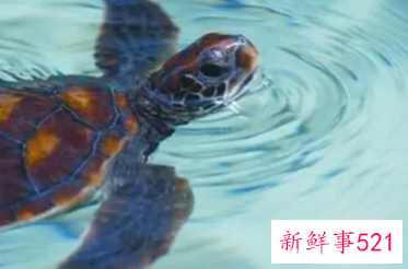 做梦梦见大海龟是什么意思