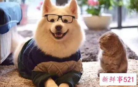 喜欢晒猫猫狗狗的心情说说