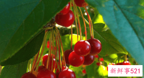 垂丝海棠常用的繁殖方法